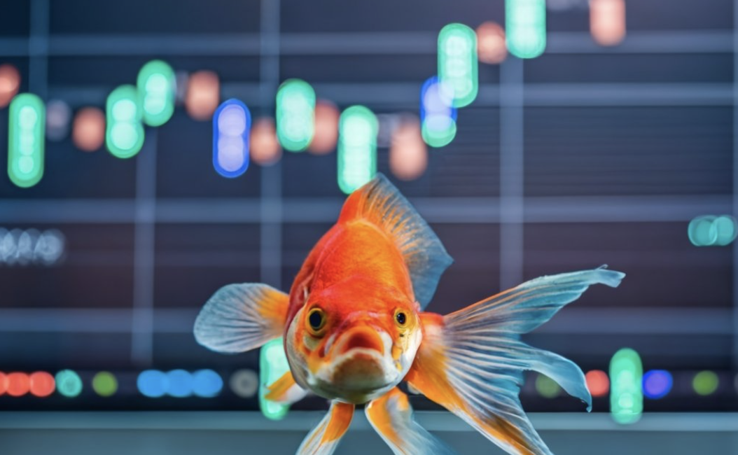 Investisseurs particuliers : éviter les pièges de la mémoire du poisson rouge